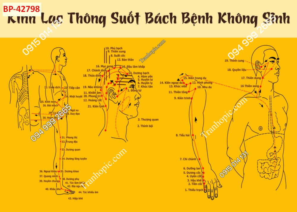 Tranh dán tường huyệt vị kinh mạch 42798