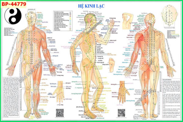 Tranh dán tường huyệt vị kinh mạch 44779
