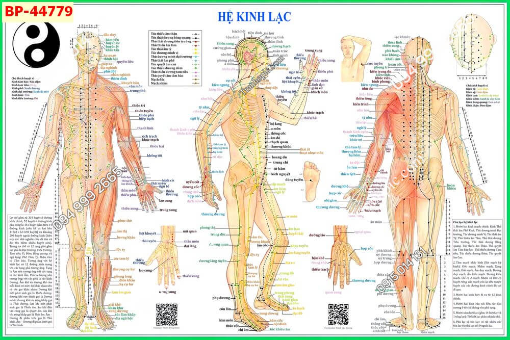 Tranh dán tường huyệt vị kinh mạch 44779